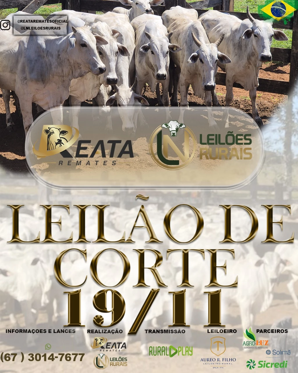 LEILÃO VIRTUAL GADO DE CORTE 19-11-2025