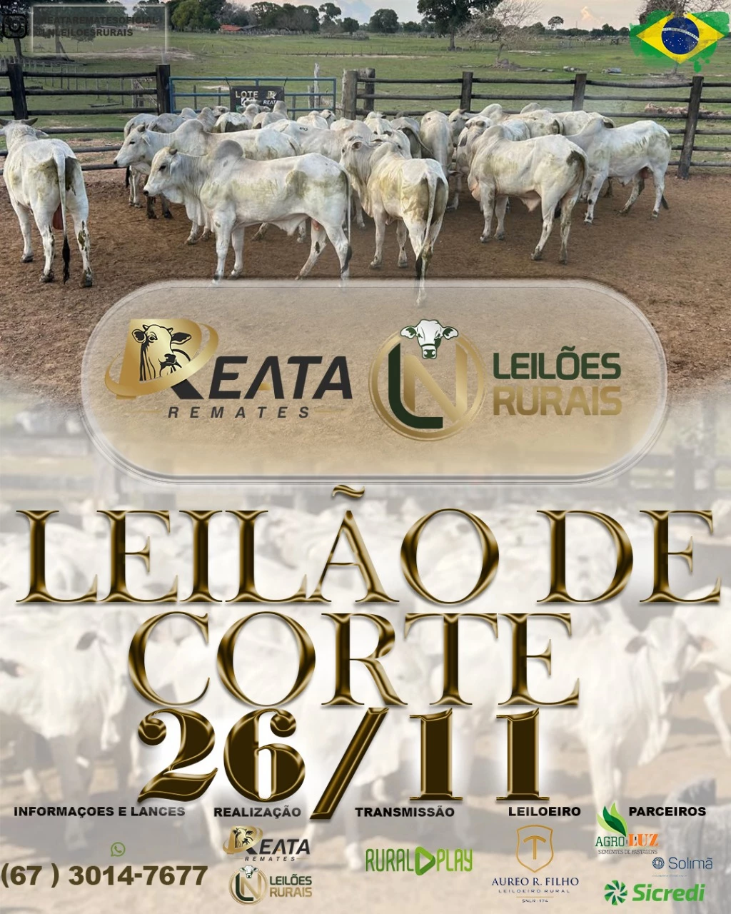LEILÃO VIRTUAL GADO DE CORTE 26-11-2025 17H