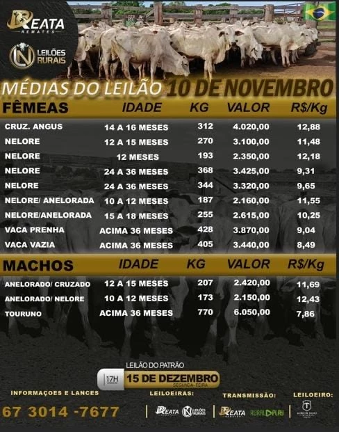 LEILÃO VIRTUAL GADO DE CORTE 10-12-2025 17H
