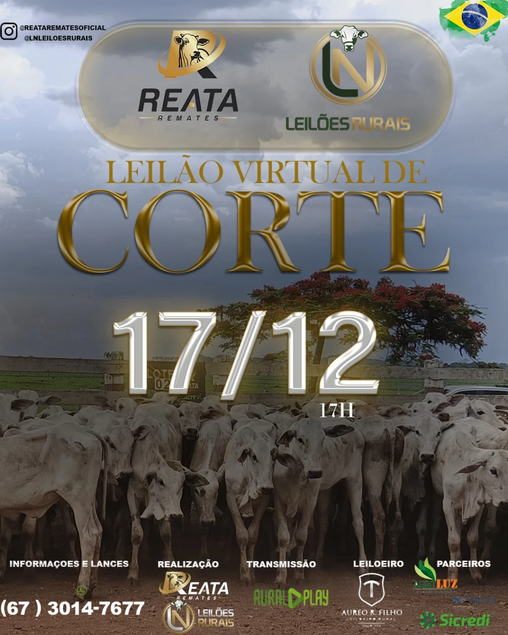 LEILÃO VIRTUAL GADO DE CORTE 17-12-2025 as 17h