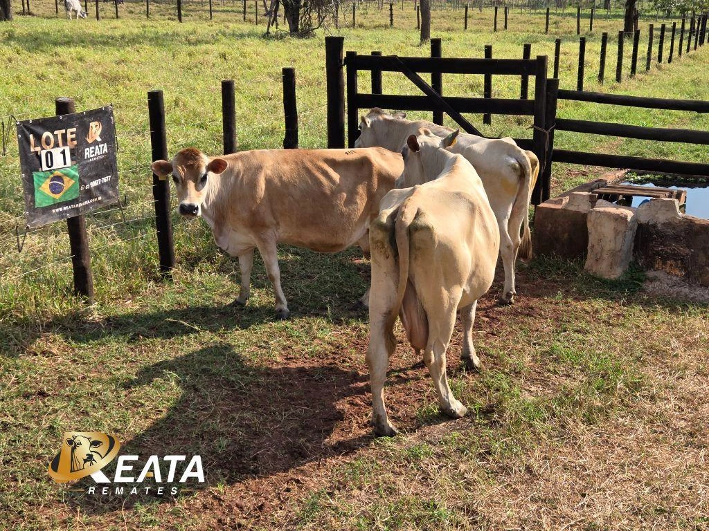 LOTE 01