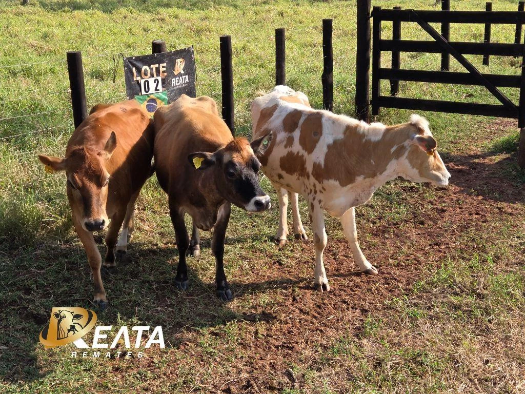 LOTE 02