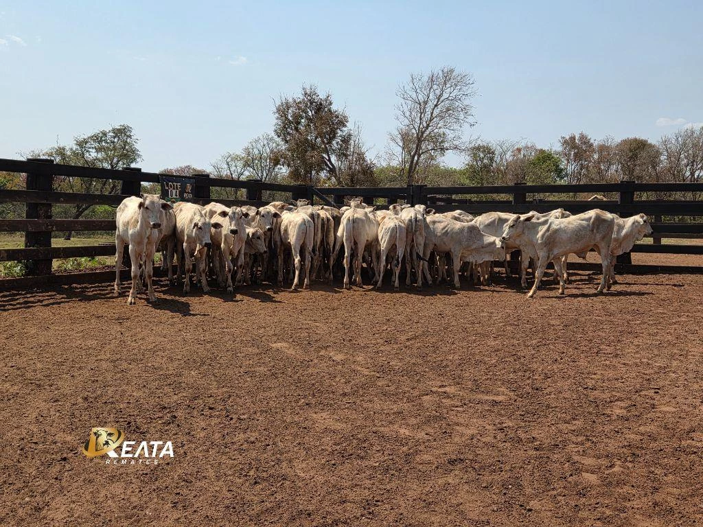 LOTE 04