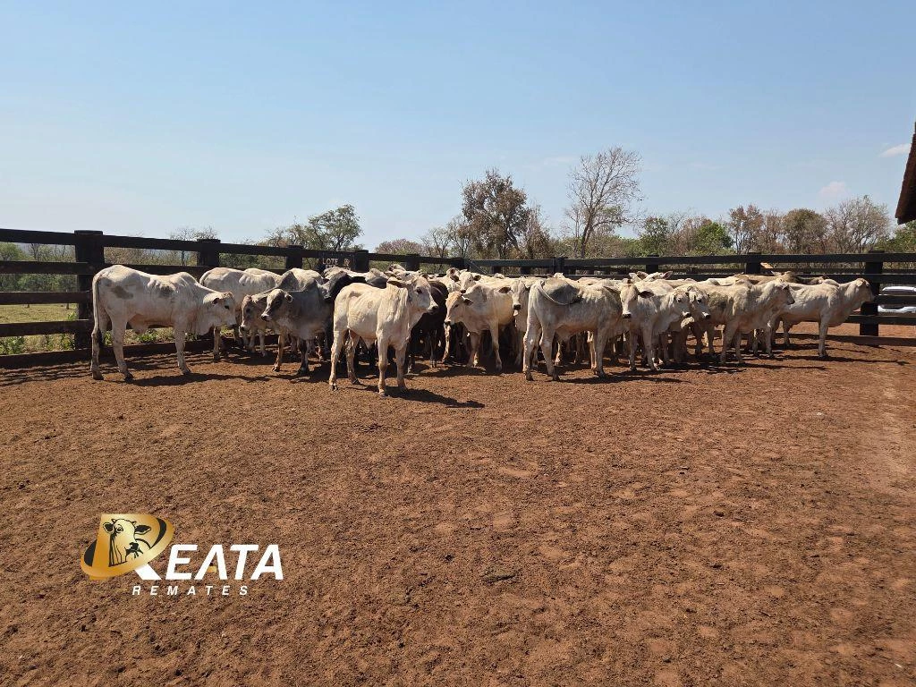 LOTE 05