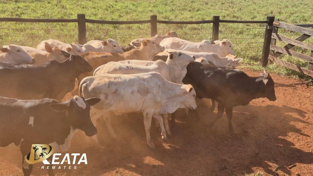LOTE 12 A