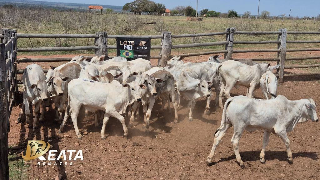 LOTE 21