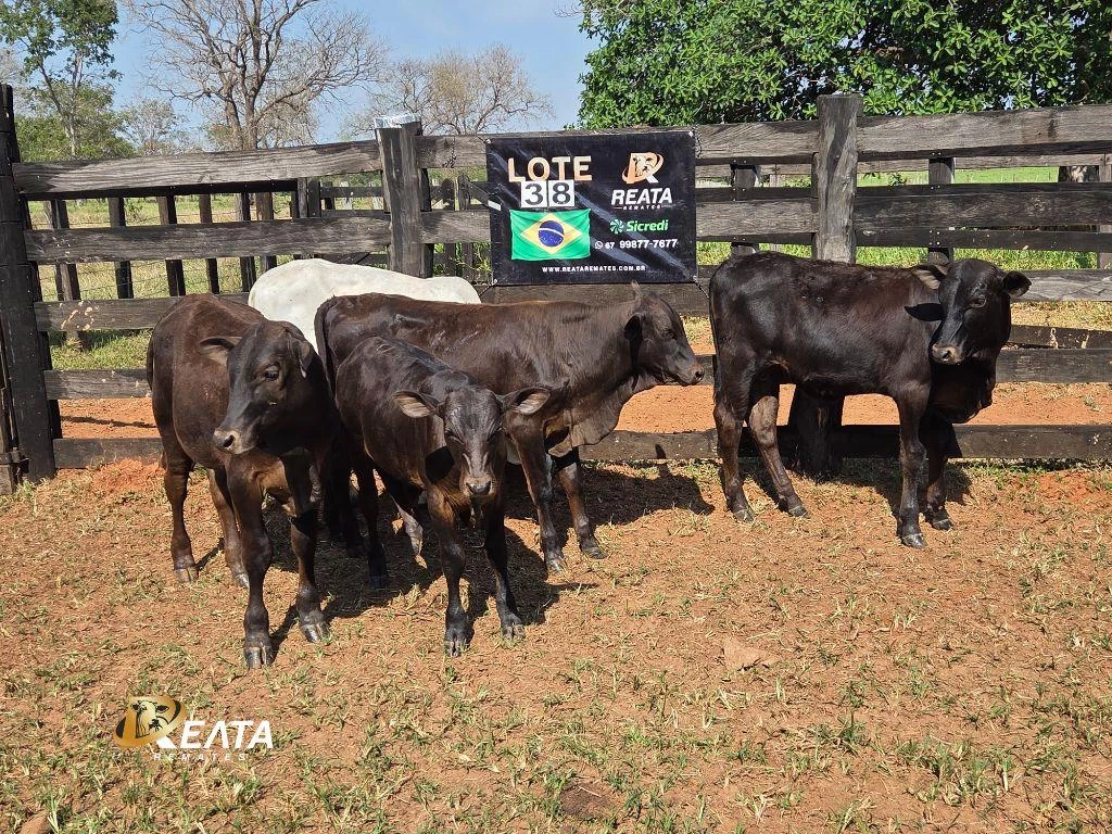 LOTE 38