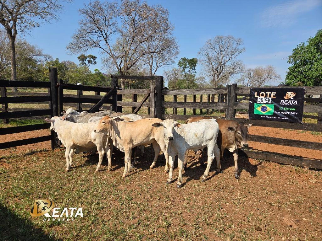 LOTE 39