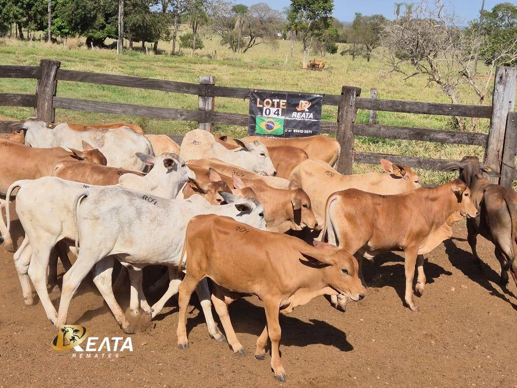 LOTE 04 A