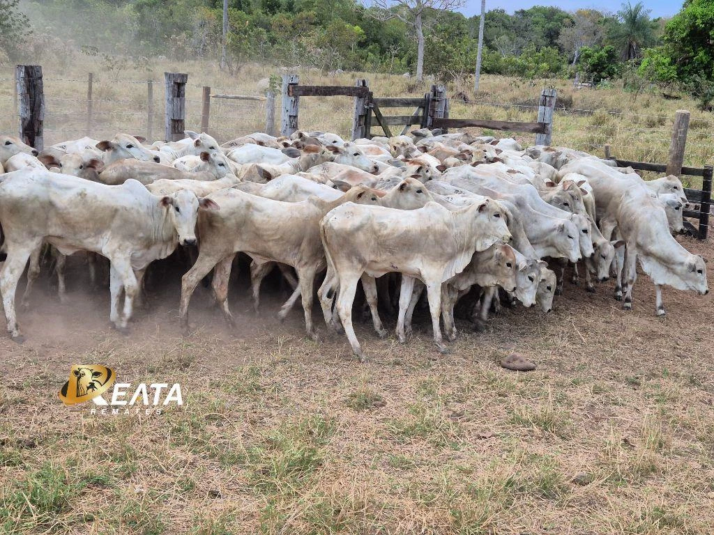 LOTE 23