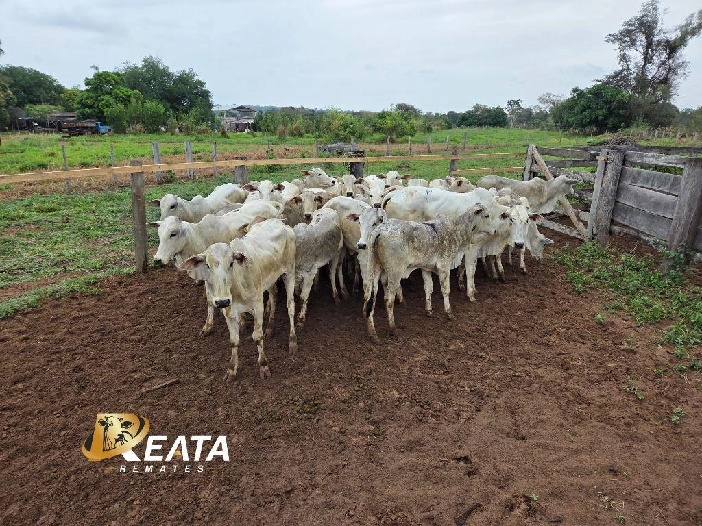 LOTE 31