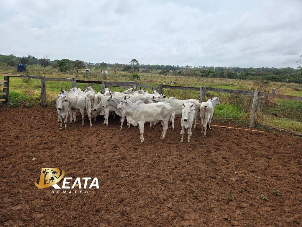 LOTE 32