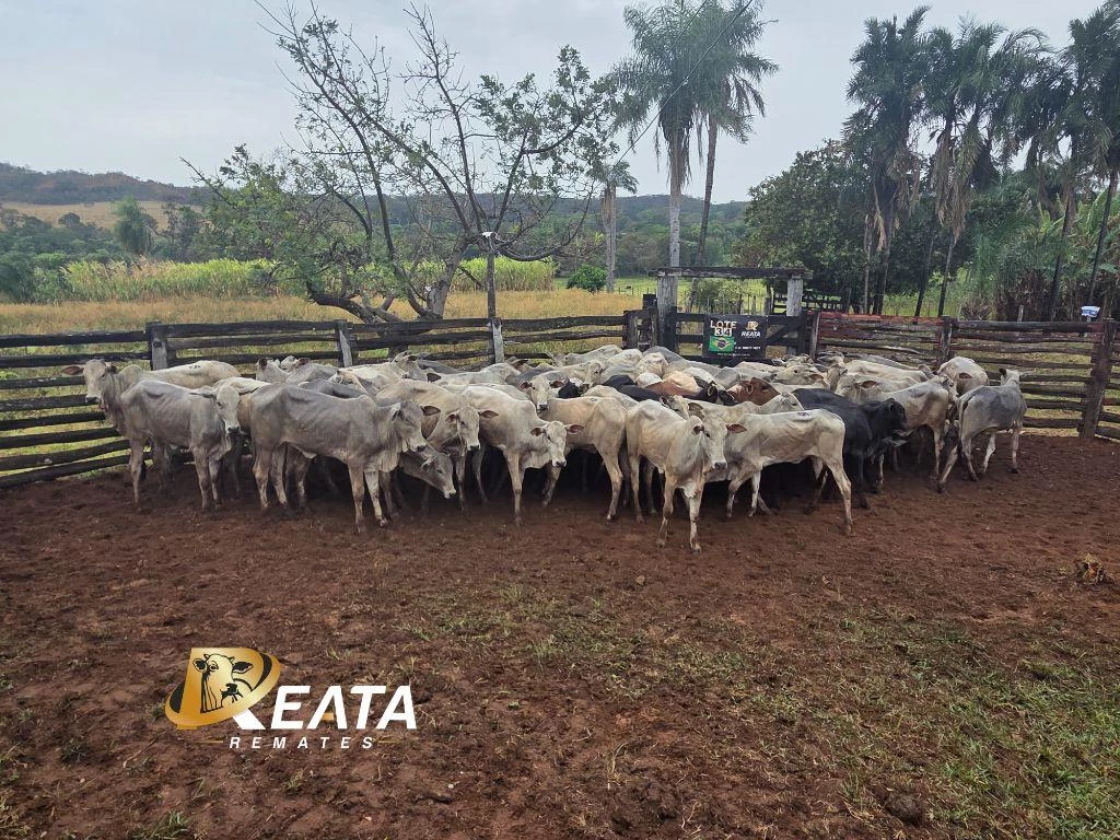LOTE 34