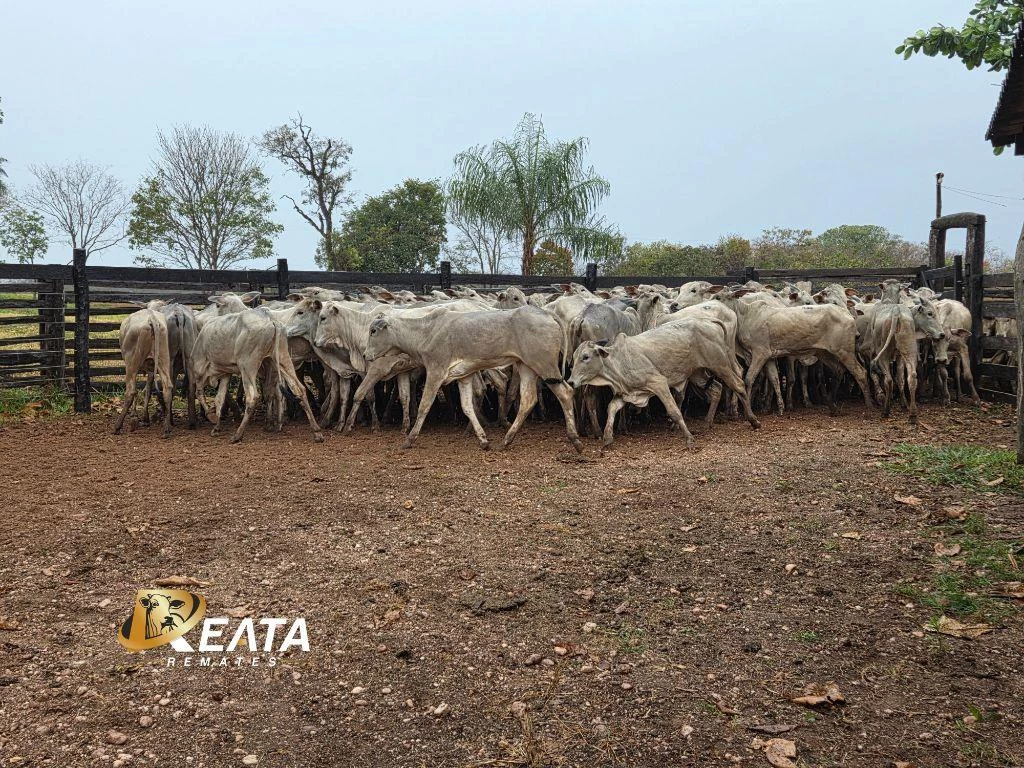 LOTE 35