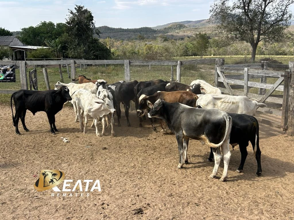 LOTE 64