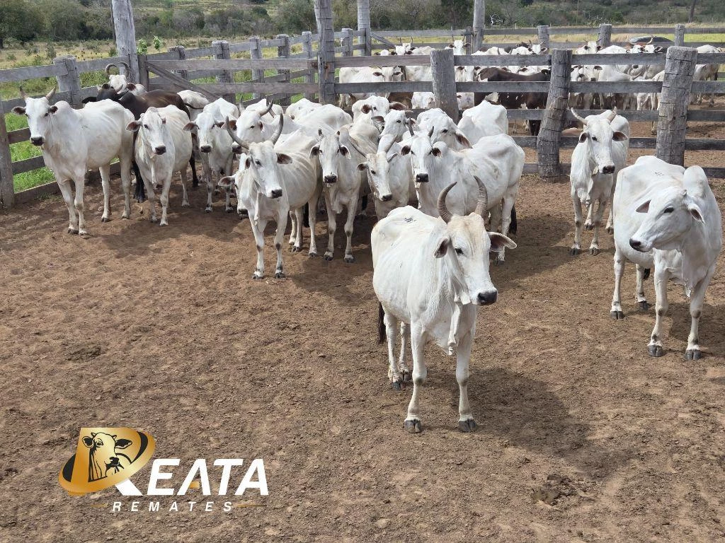 LOTE 81