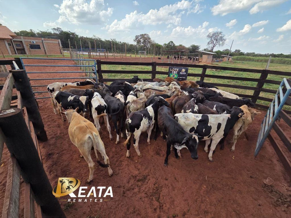 LOTE 85