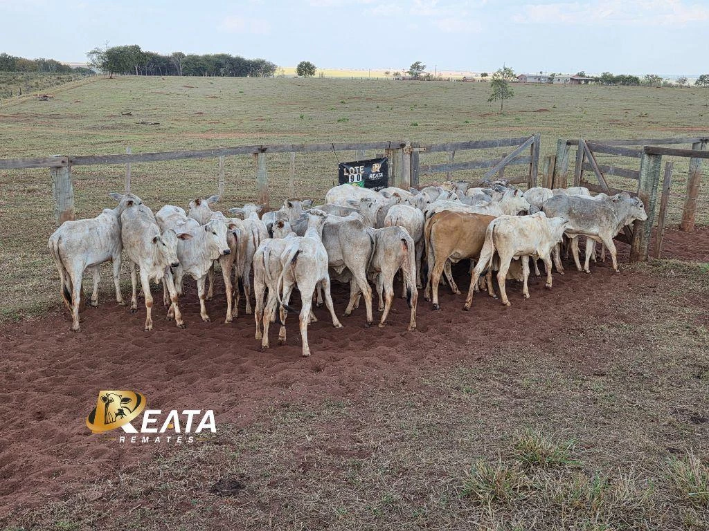 LOTE 90