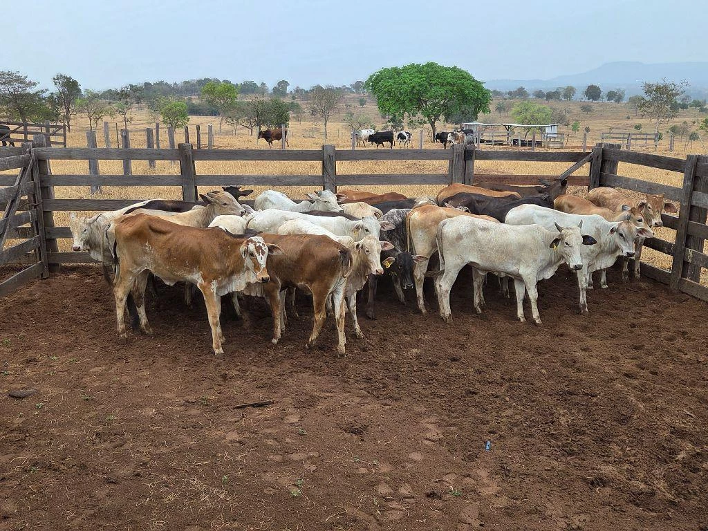 LOTE 91