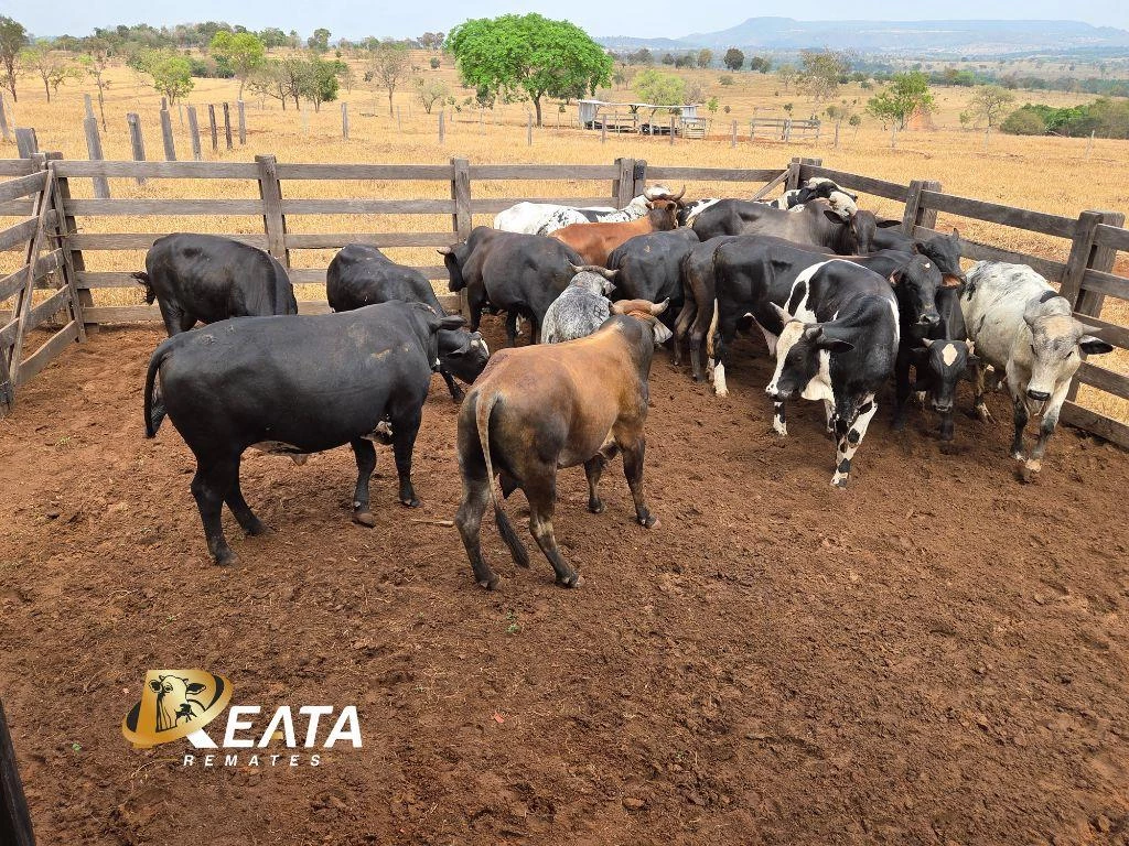 LOTE 92