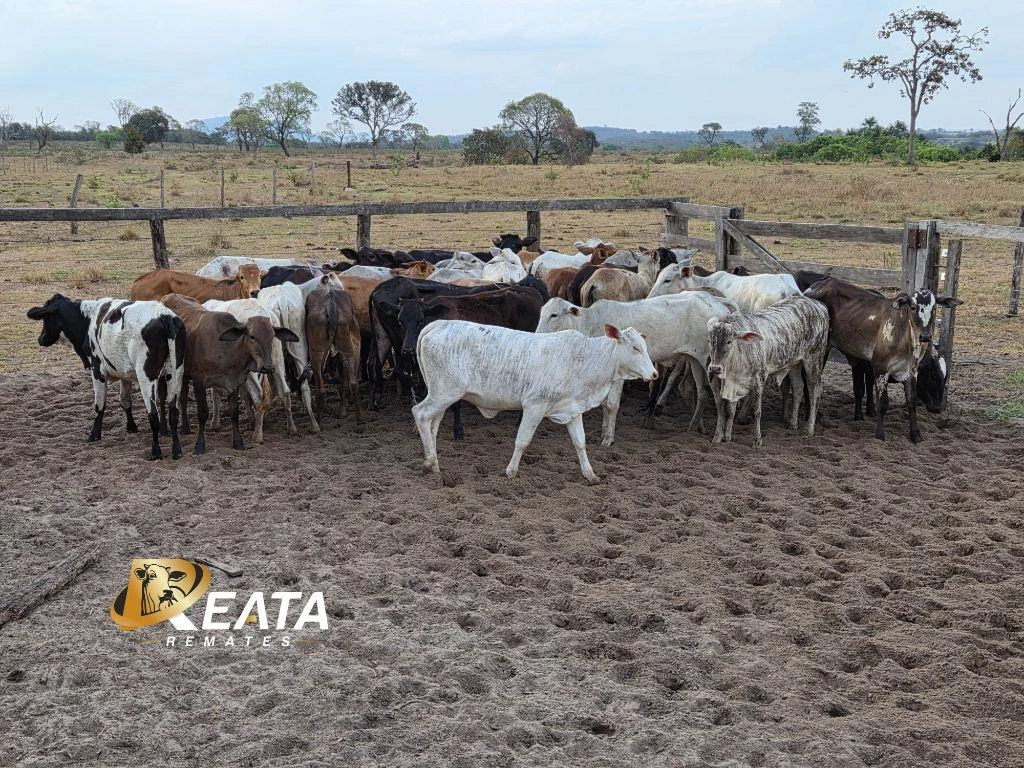LOTE 98