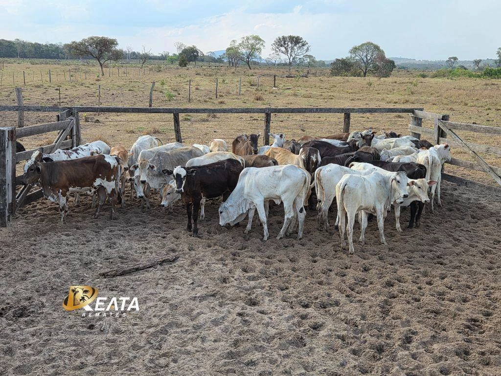 LOTE 97