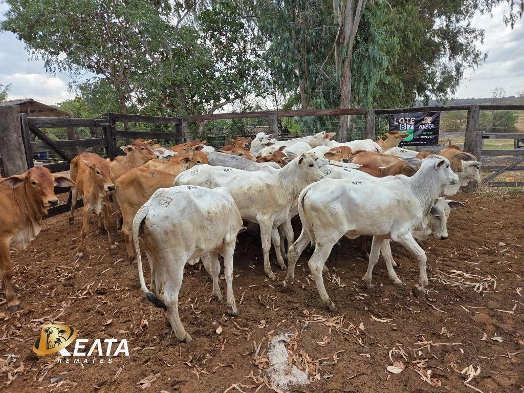 LOTE 87