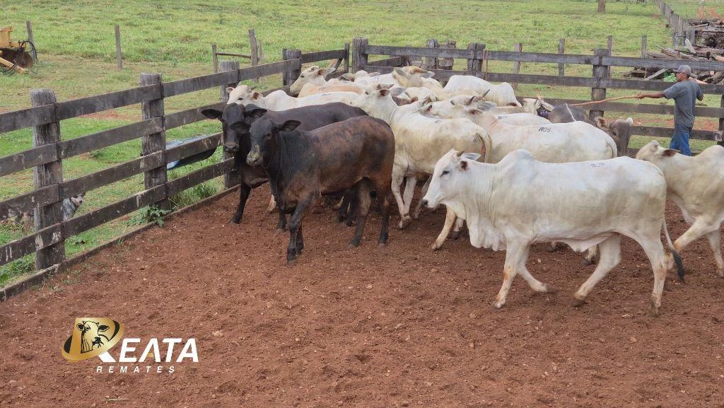 LOTE 08