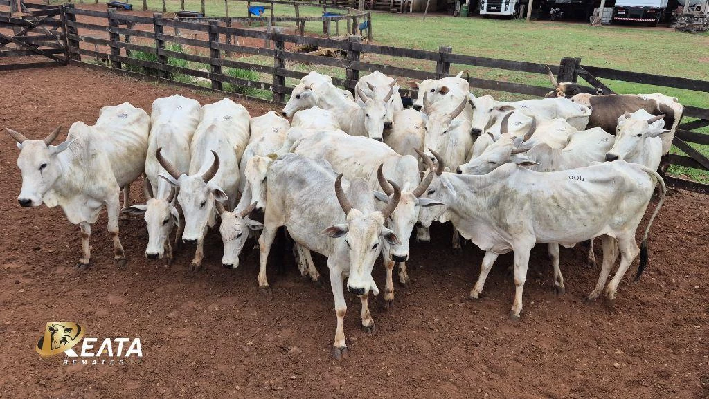 LOTE 06