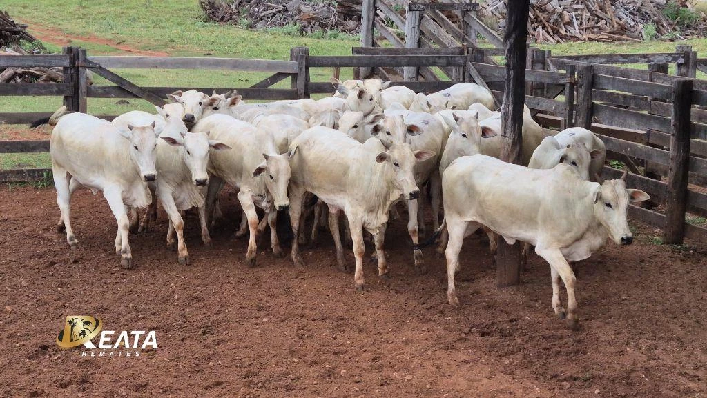 LOTE 09