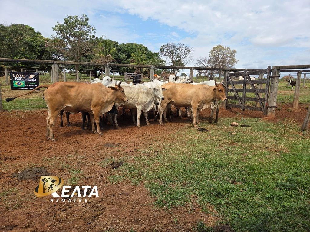 LOTE 20
