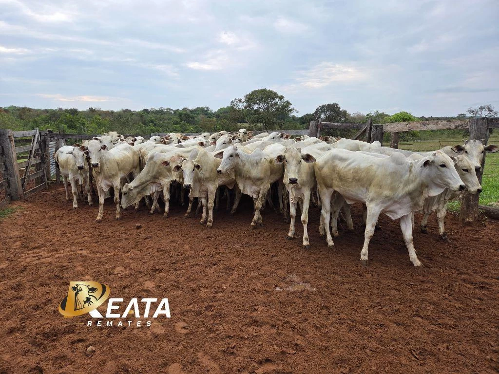 LOTE 24