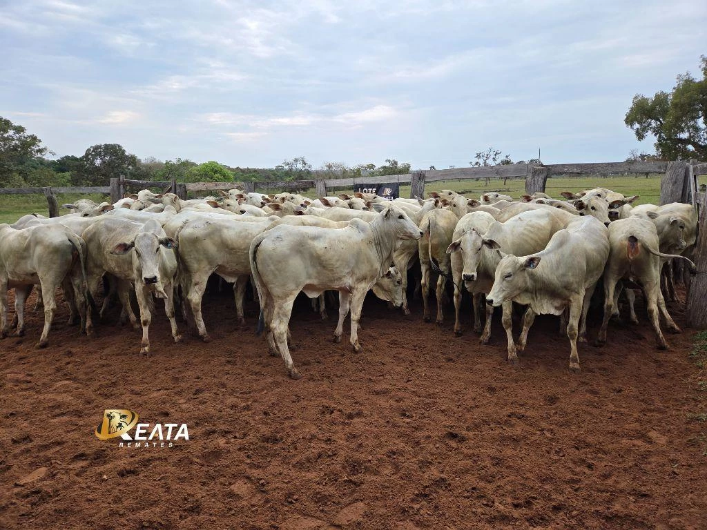 LOTE 25 A