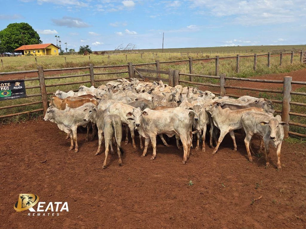 LOTE 26