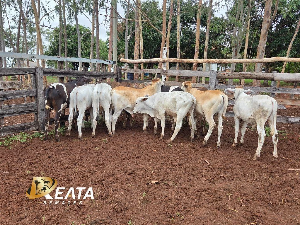 LOTE 12