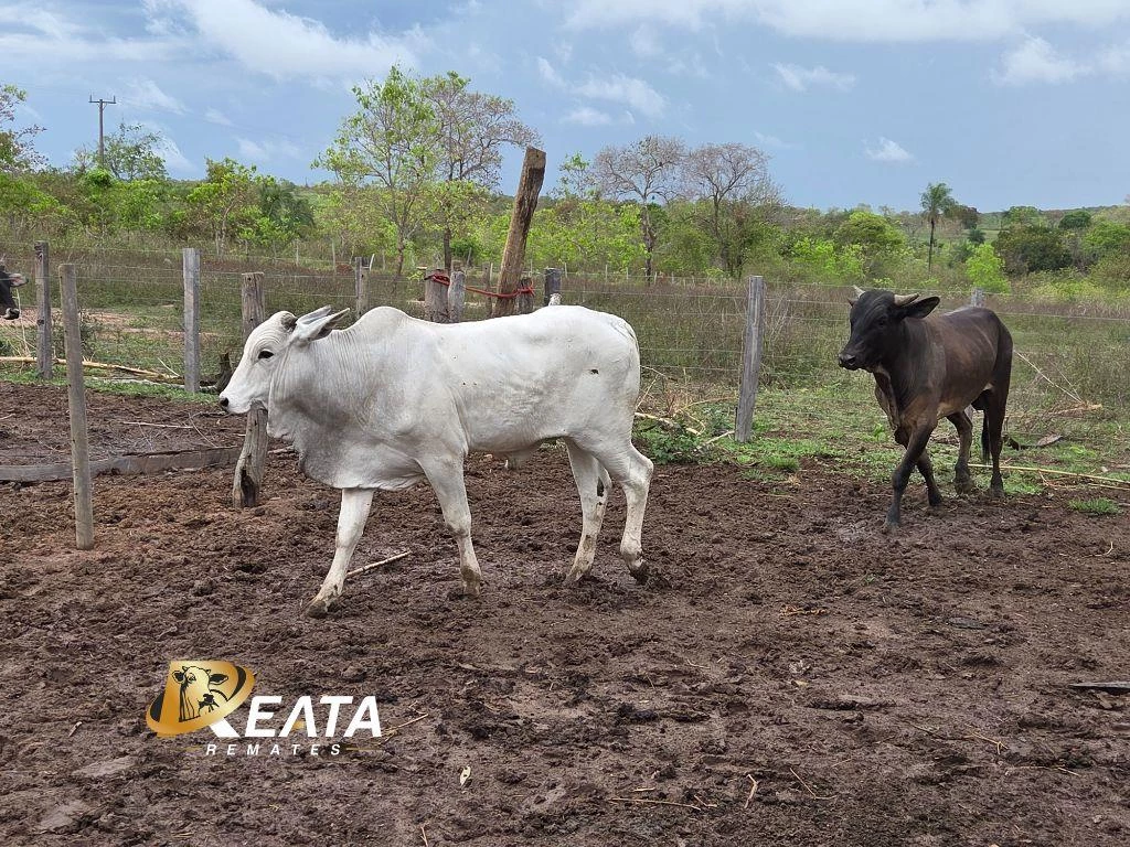 LOTE 14
