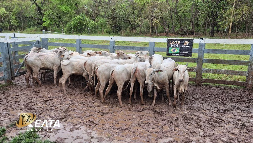 LOTE 20