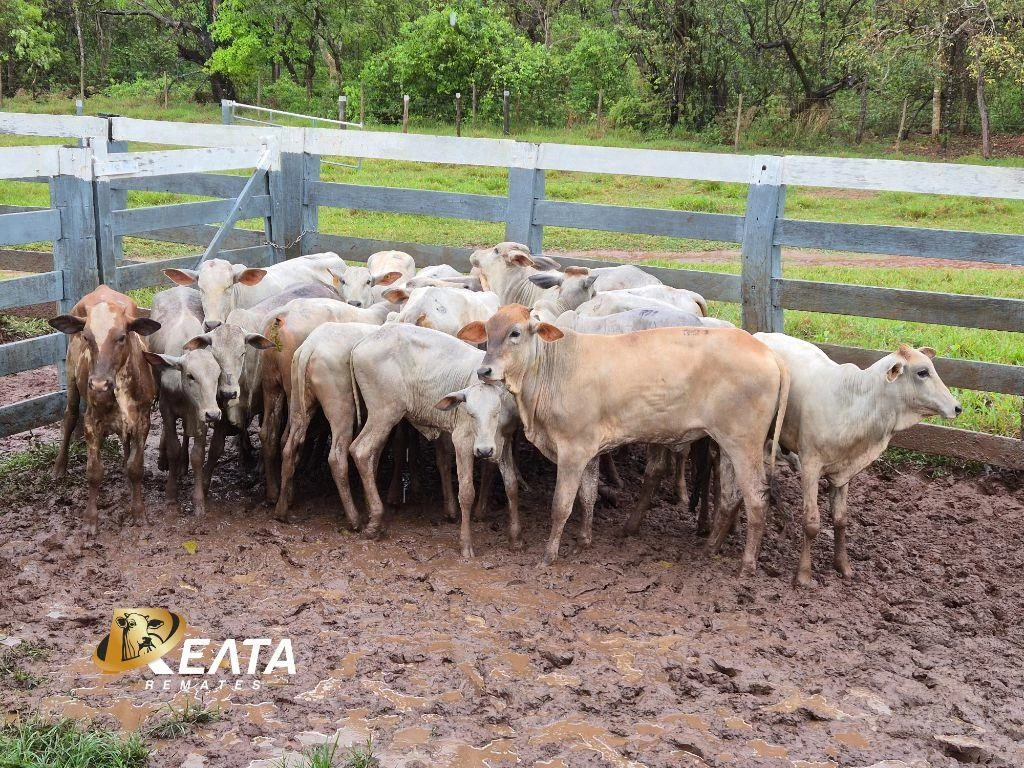 LOTE 21