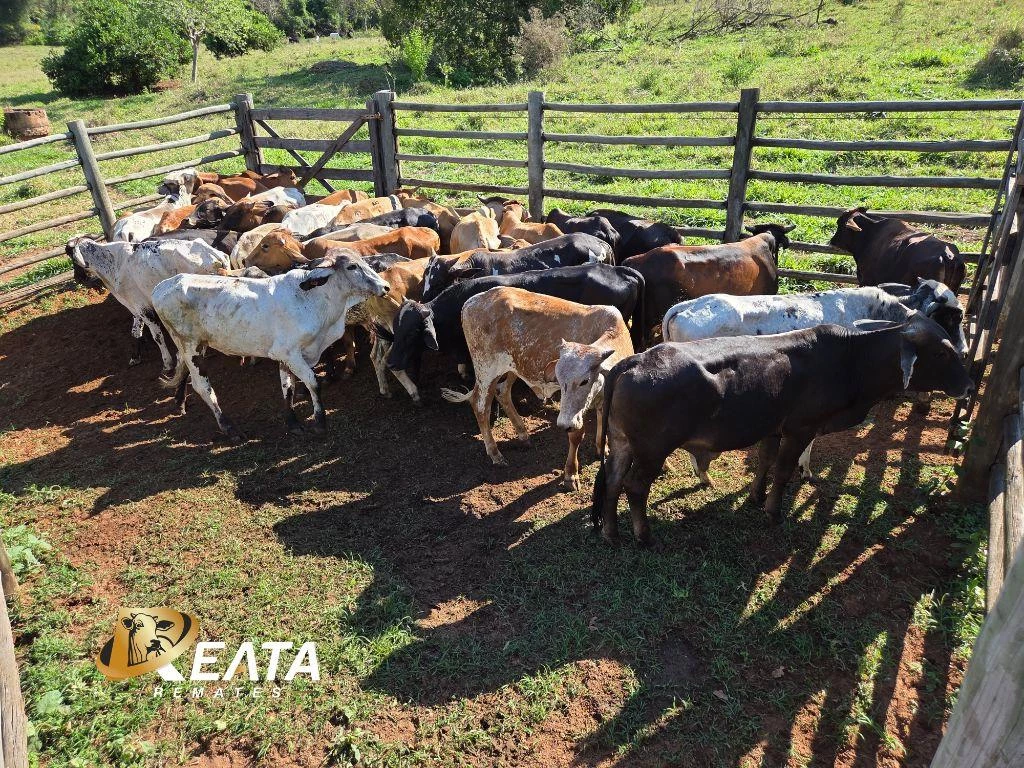 LOTE 27