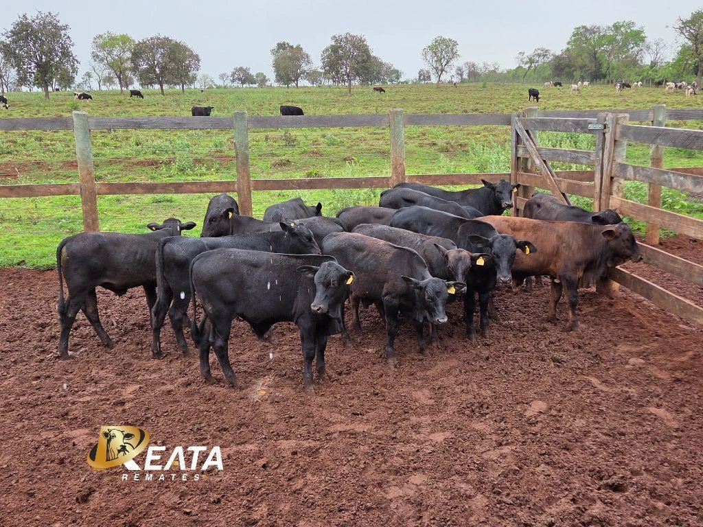 LOTE 30