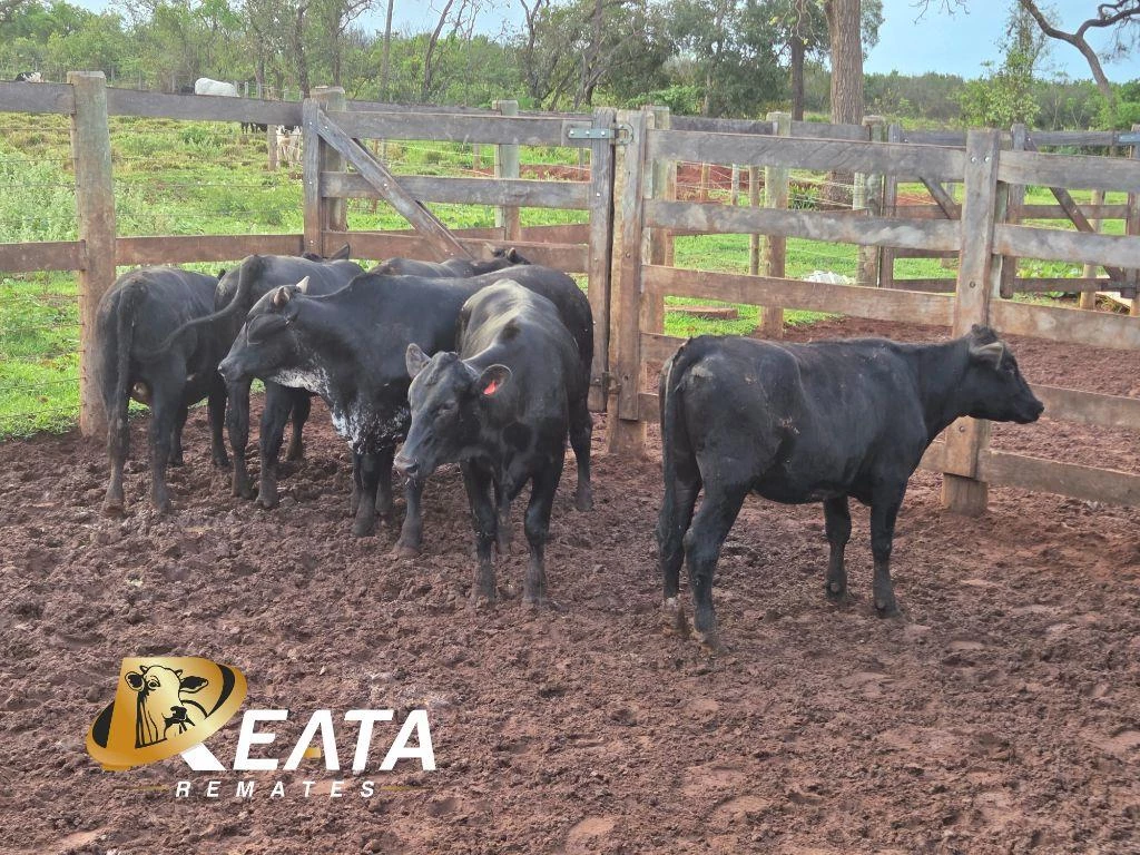LOTE 32