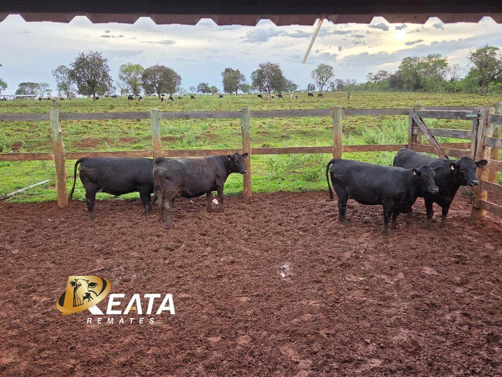 LOTE 34