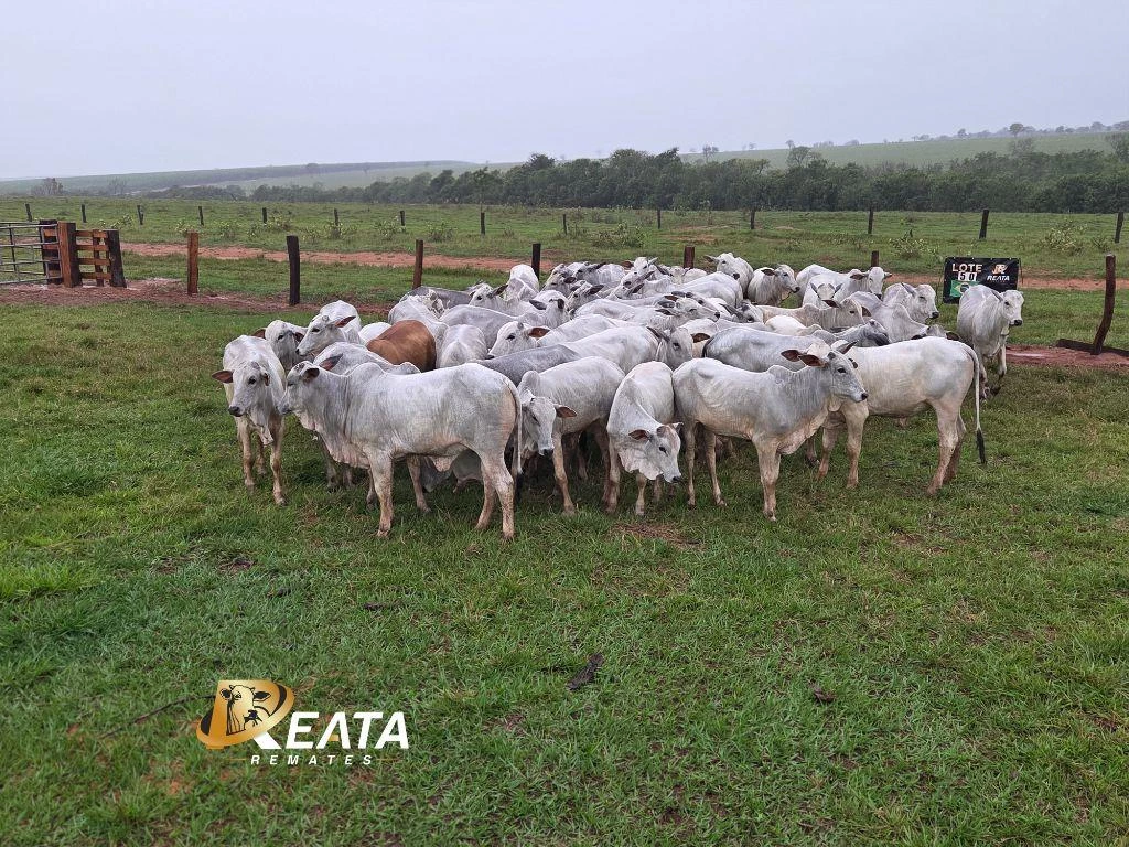 LOTE 50