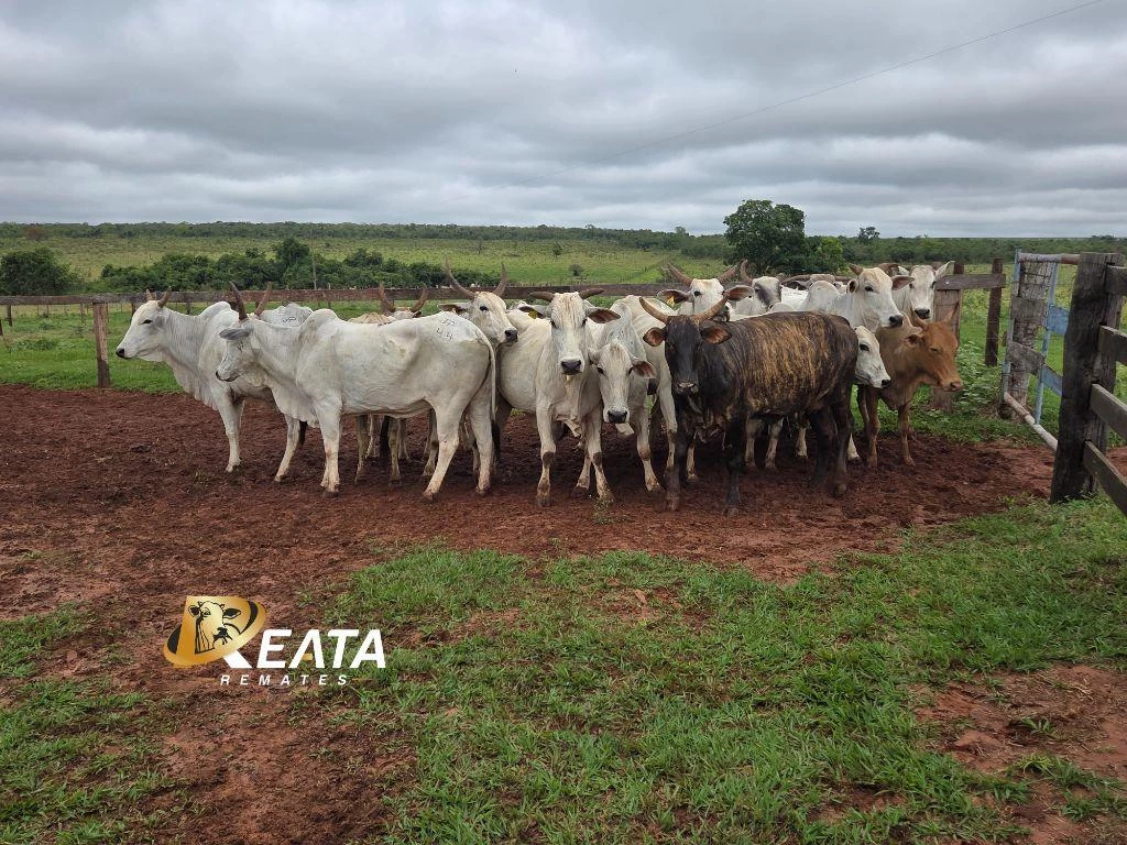 LOTE 51