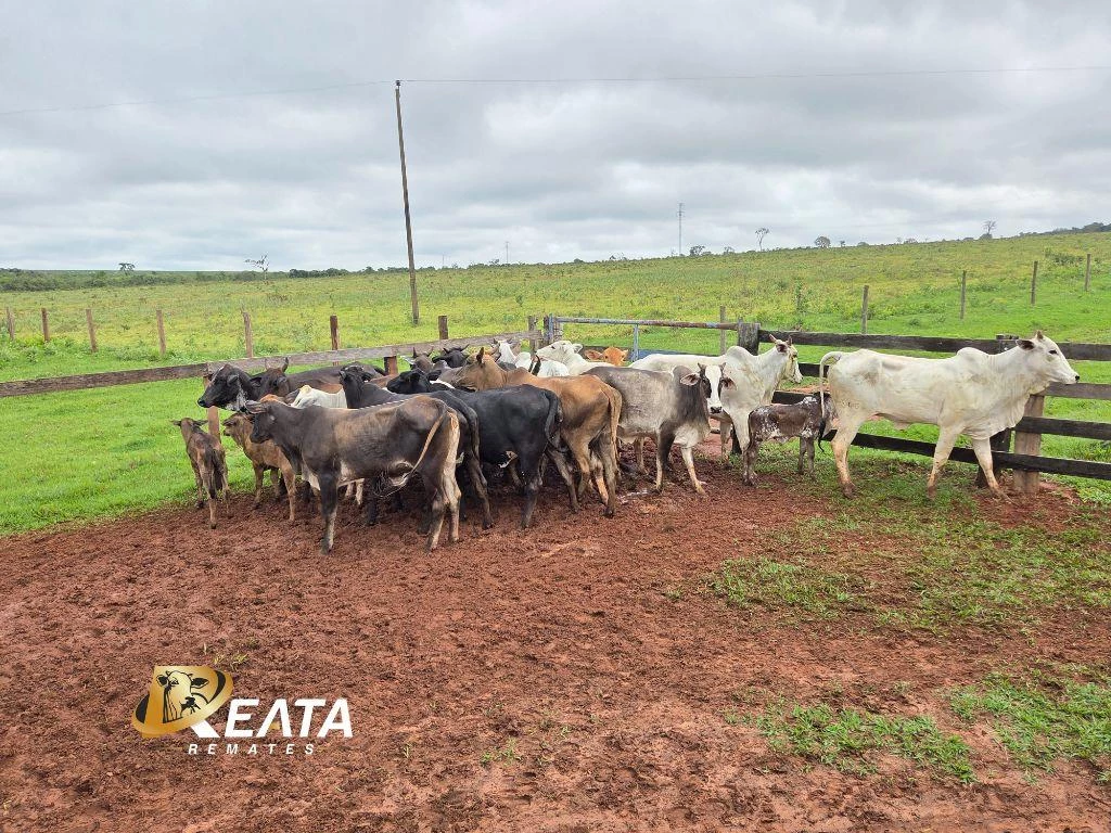 LOTE 53