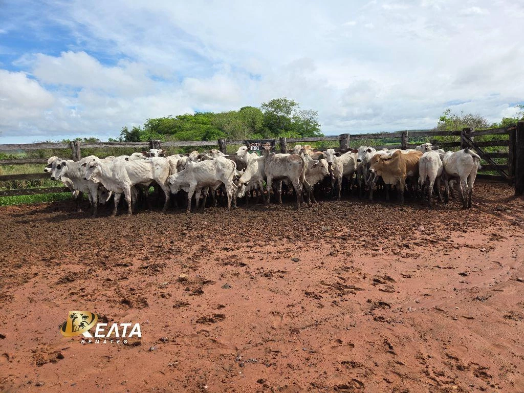 LOTE 80