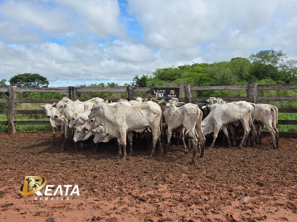 LOTE 81