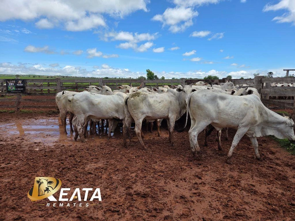 LOTE 82