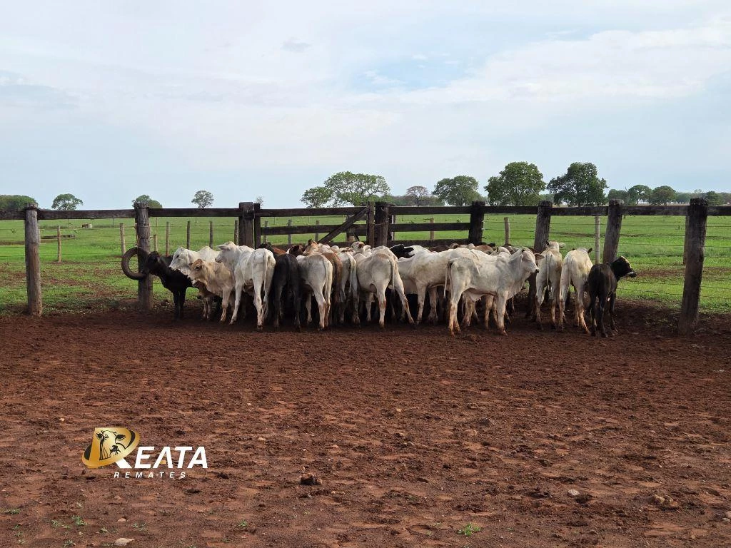 LOTE 95