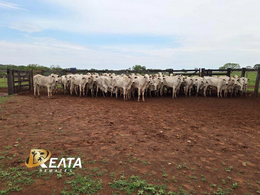 LOTE 97